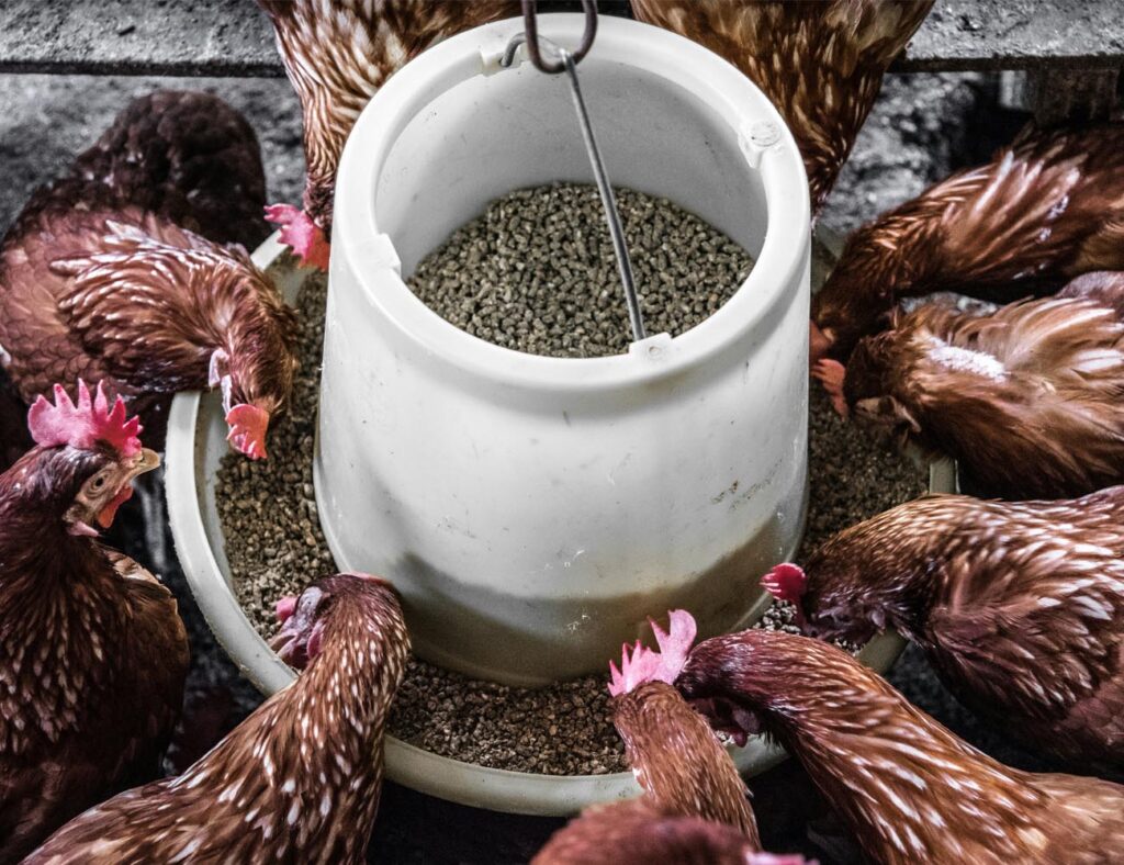 livestock feeding equipment for farms