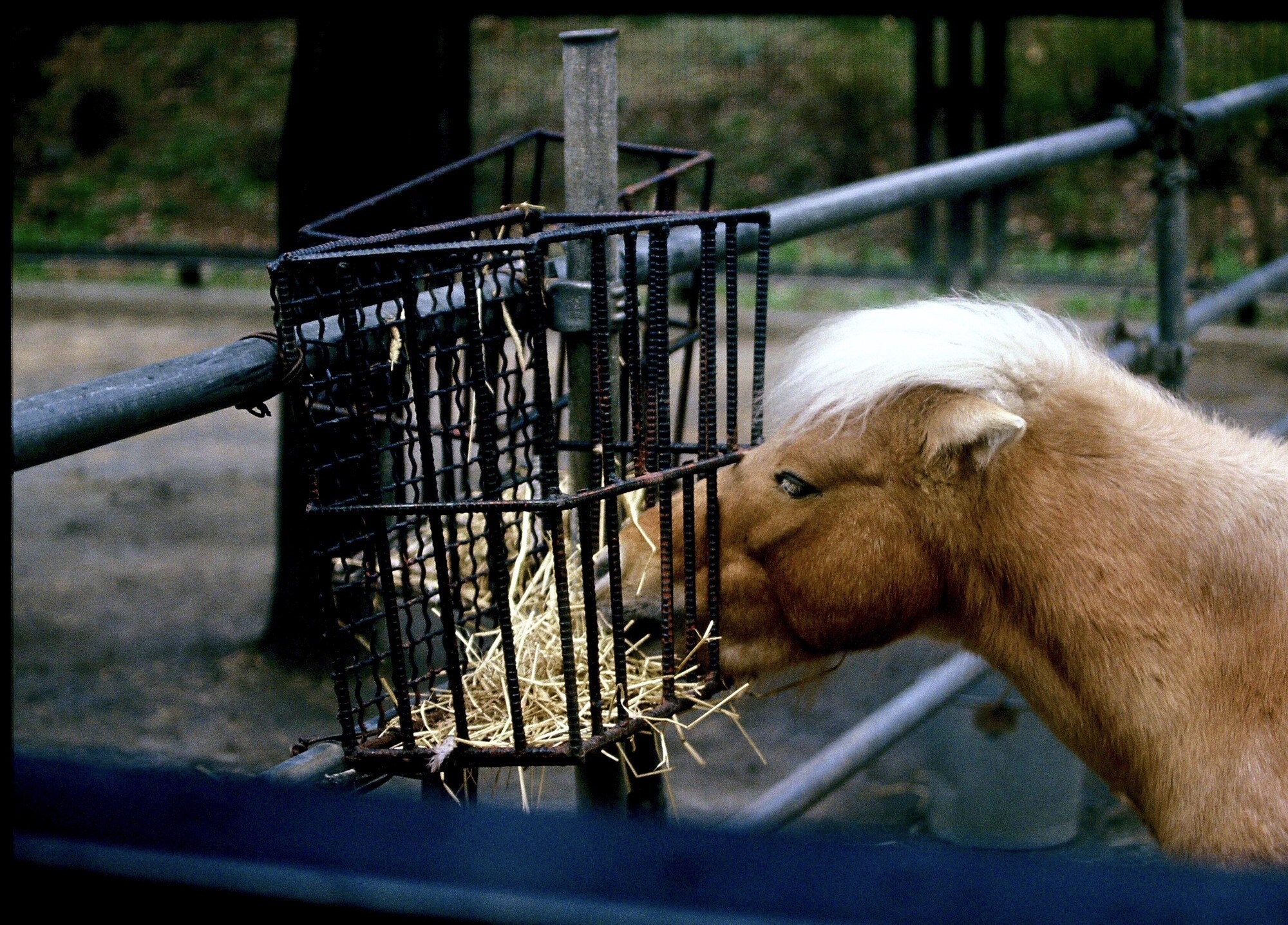 Horse's muzzle reaching into a metal hay feeder attached to a fence, eating straw.